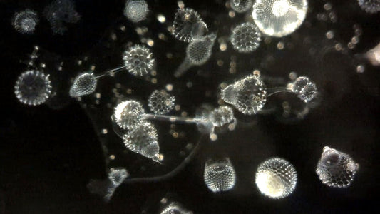不思議生物、放散虫の面白い話あれこれ