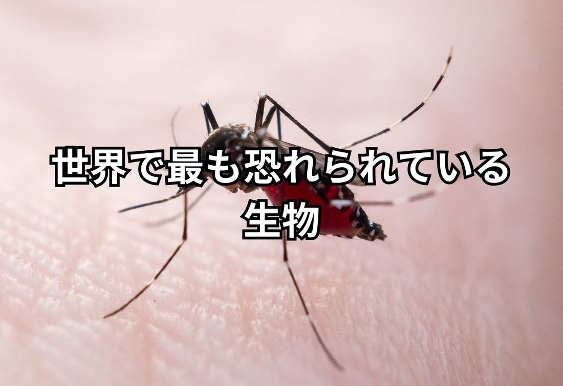 世界で一番人を殺している生物「蚊」の驚くべき生態と対策