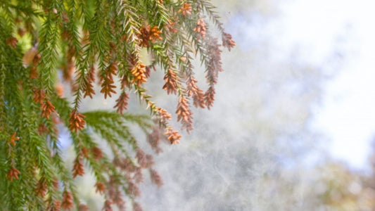 今まで知っていましたか?花粉の面白いあれこれ