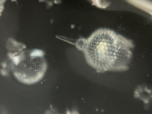 (B)放散虫プレパラート1枚