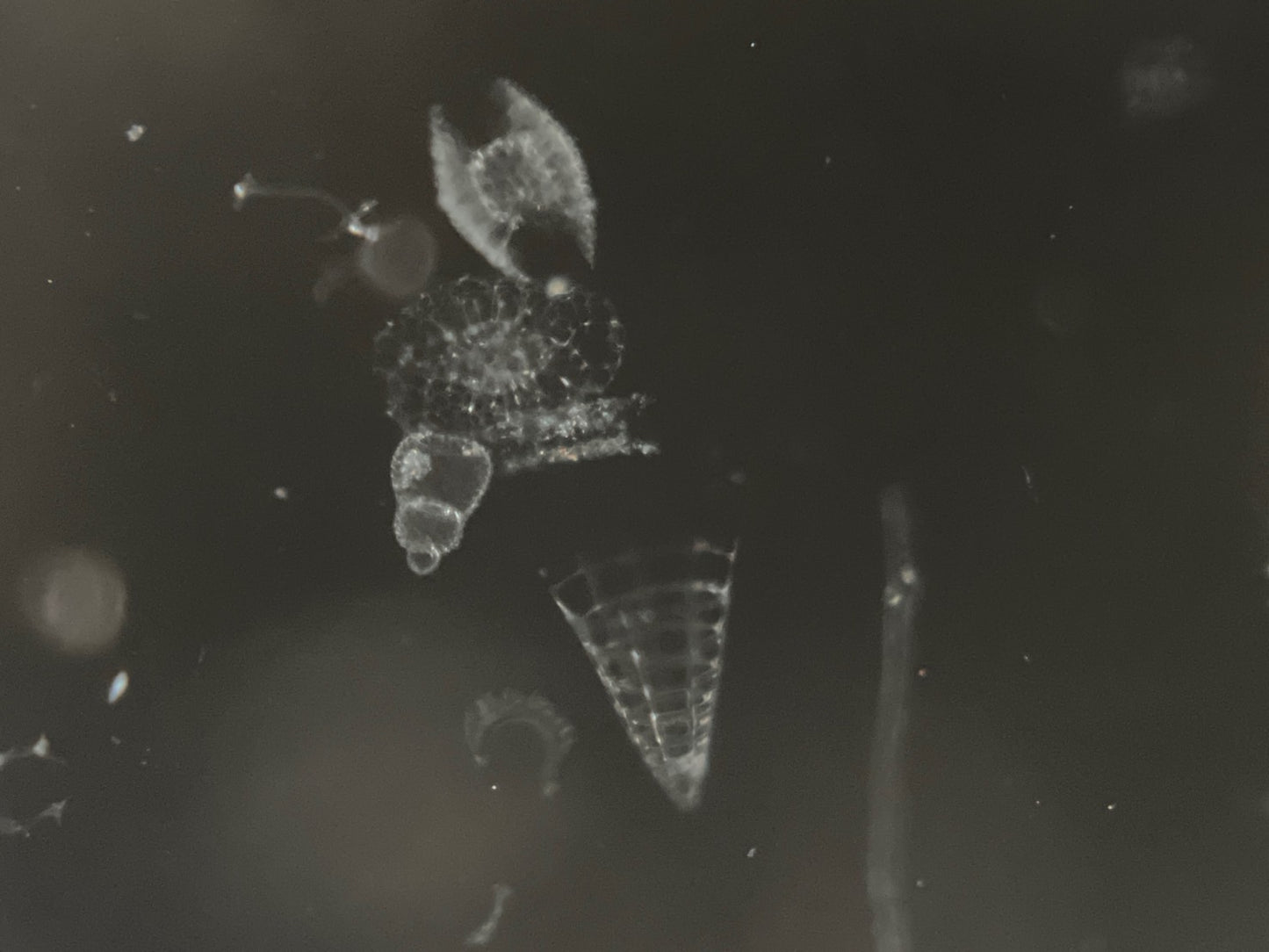 (B)放散虫プレパラート1枚