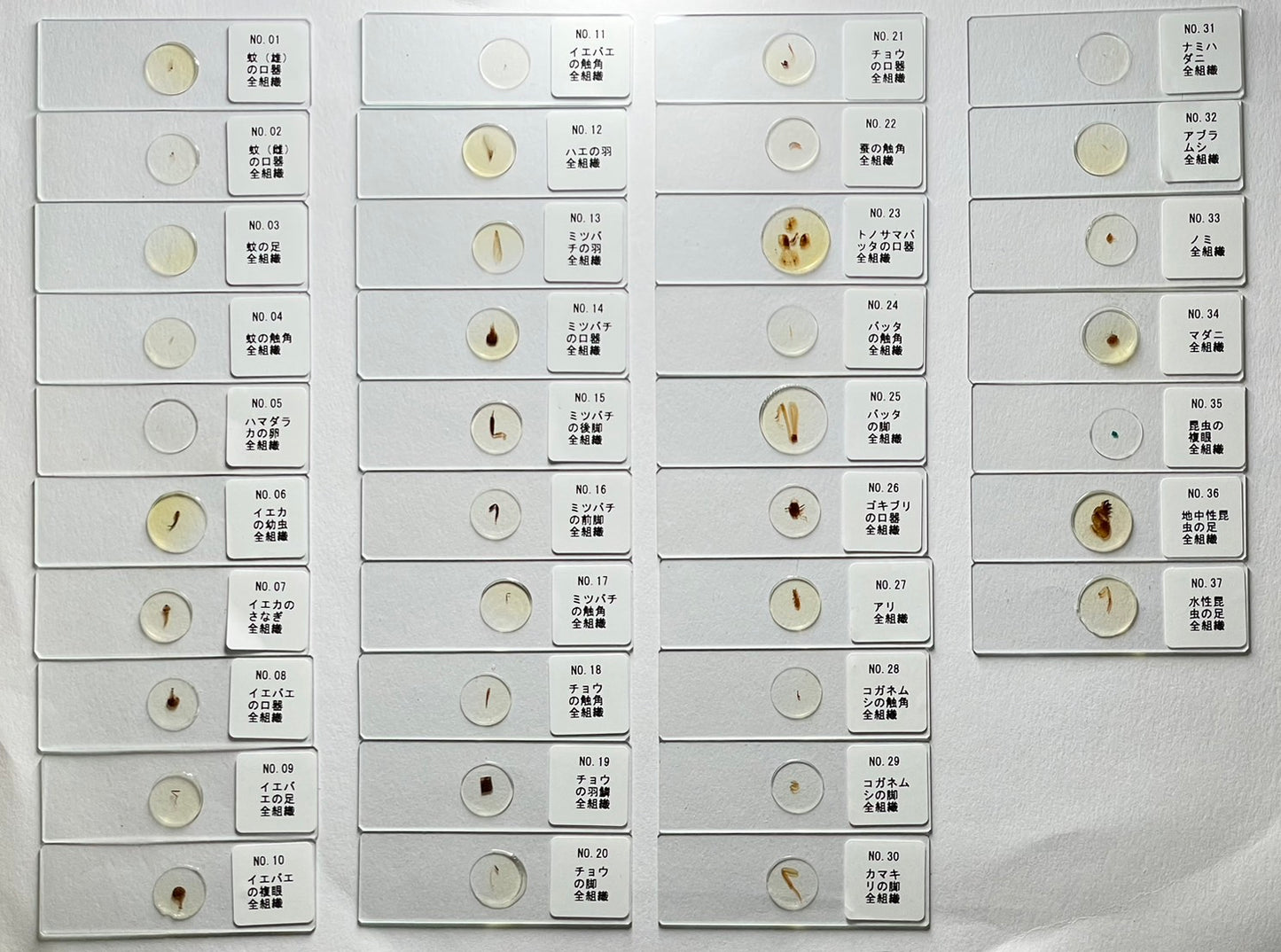 (D)虫プレパラート37種セット