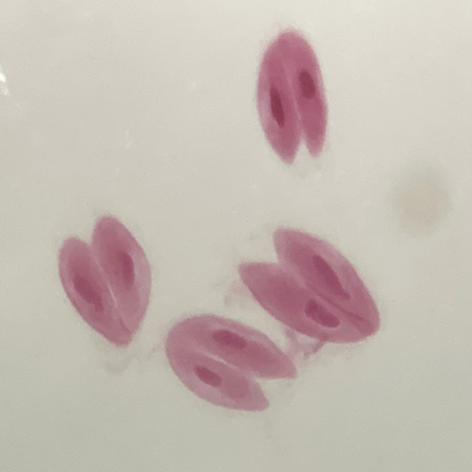(C)微生物プレパラート42種セット