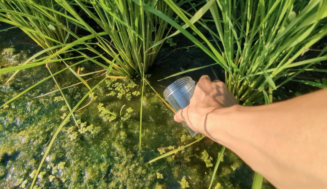 【スマホで顕微鏡観察！】田んぼで様々な微生物の採取＆観察