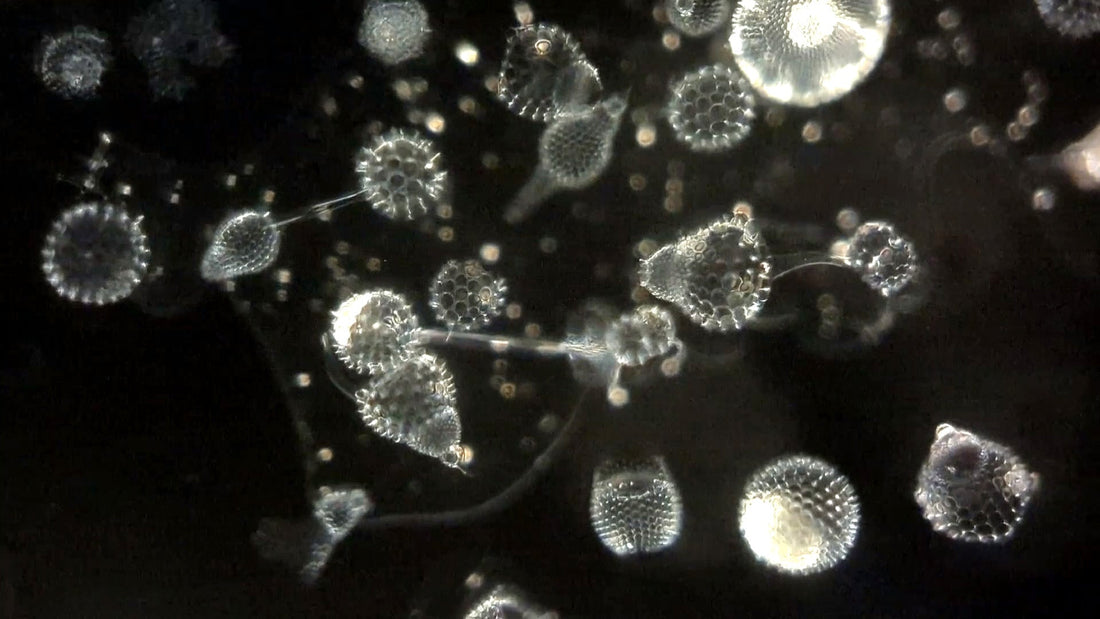 不思議生物、放散虫の面白い話あれこれ