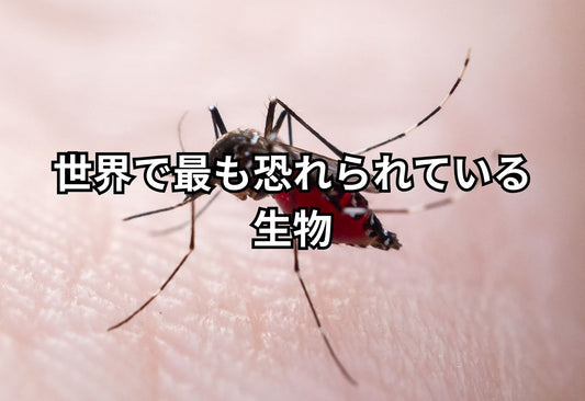 世界で一番人を殺している生物「蚊」の驚くべき生態と対策