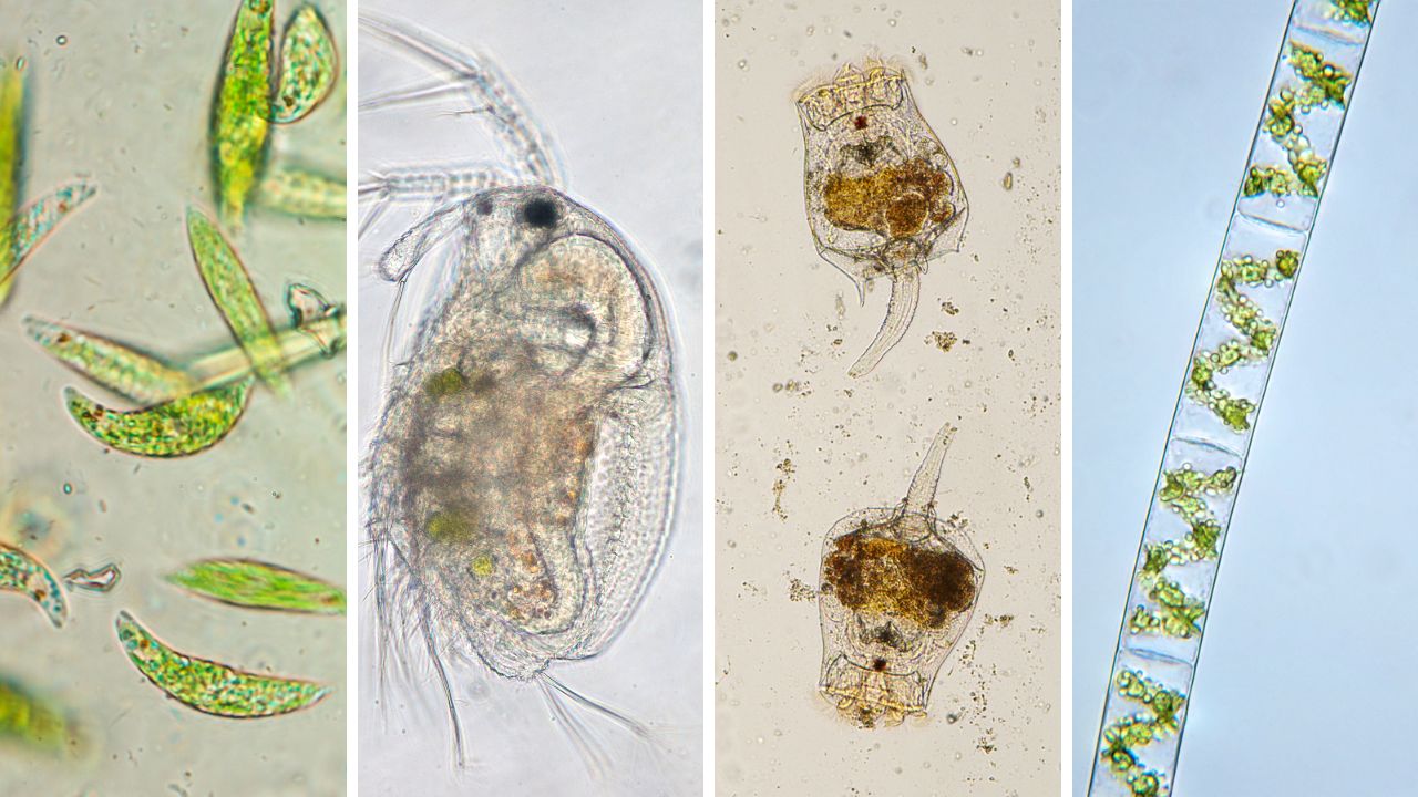 名前一覧】池や川、湖、田んぼなど、淡水に生息する小さな生き物たち（微生物等） – スマホで本格顕微鏡 －microHunter－