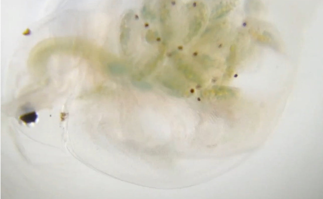 【事例紹介】ミジンコの赤ちゃんが生まれる瞬間