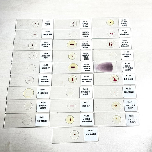 （E）寄生虫プレパラート28種セット